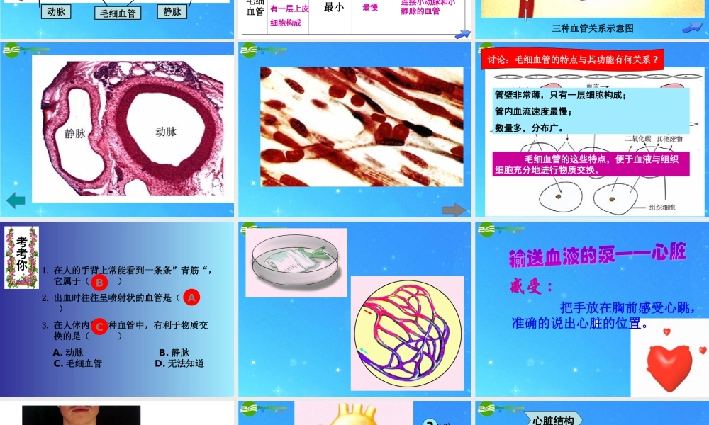 七年级生物下册 第二节物质运输的器官课件 济南版 课件