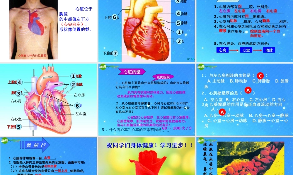 七年级生物下册 第二节物质运输的器官课件 济南版 课件