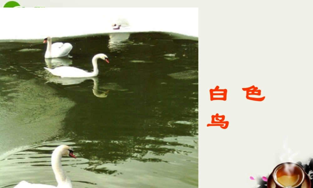 八年级语文下册(白色鸟)课件2 鲁教版 课件