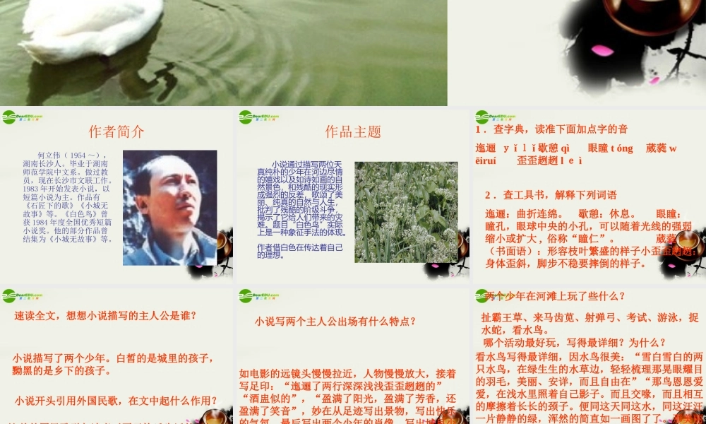 八年级语文下册(白色鸟)课件2 鲁教版 课件