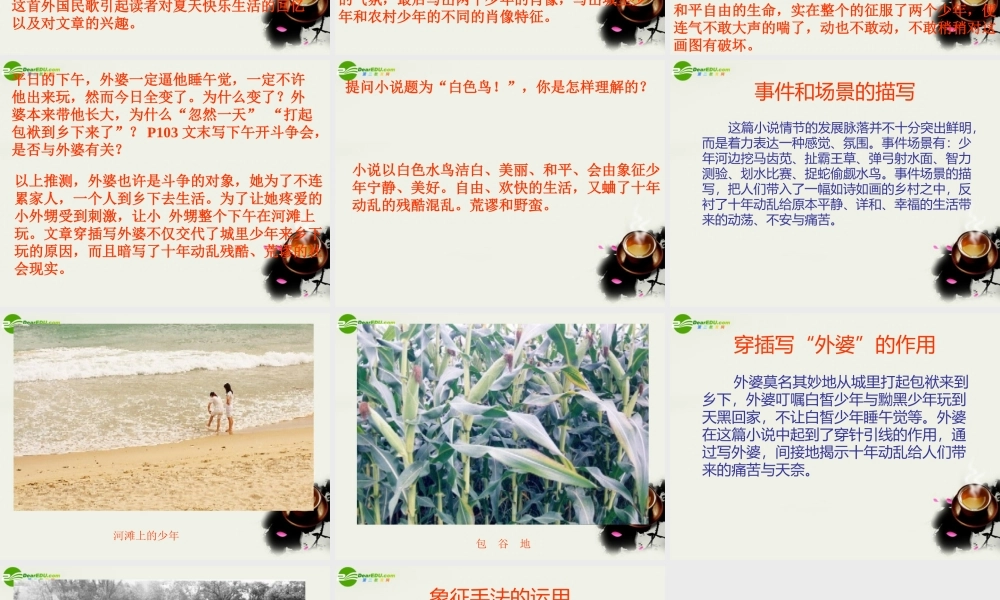 八年级语文下册(白色鸟)课件2 鲁教版 课件
