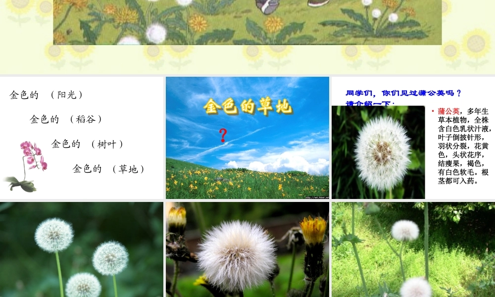 金色的草地》课件