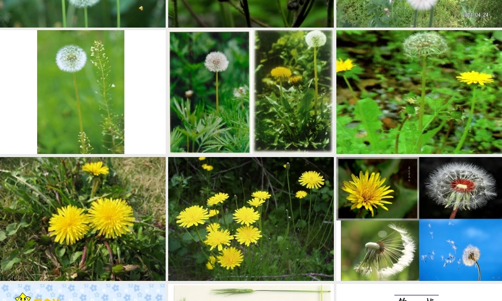 金色的草地》课件