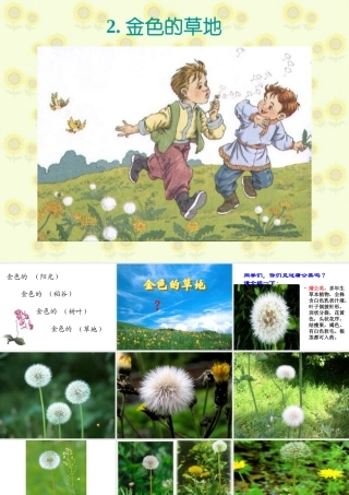 金色的草地》课件