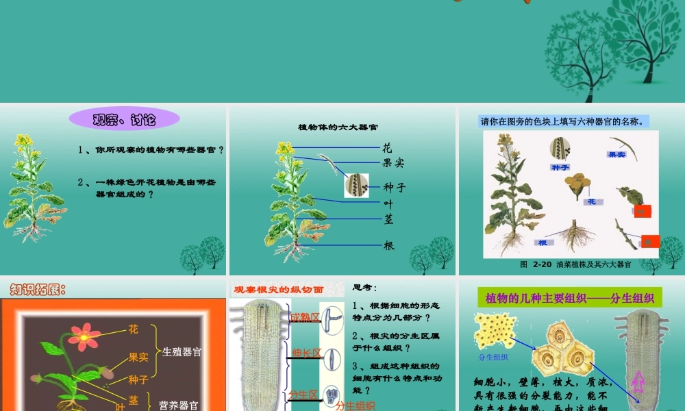 七年级生物上册 第二单元 第二章 第三节 植物体的结构层次课件4 (新版)新人教版 课件