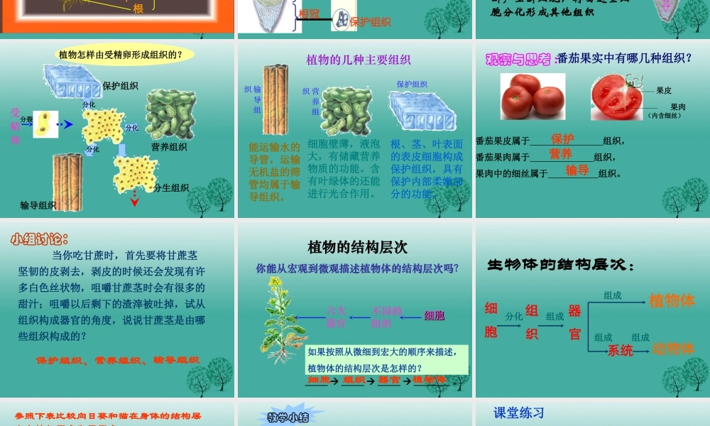 七年级生物上册 第二单元 第二章 第三节 植物体的结构层次课件4 (新版)新人教版 课件
