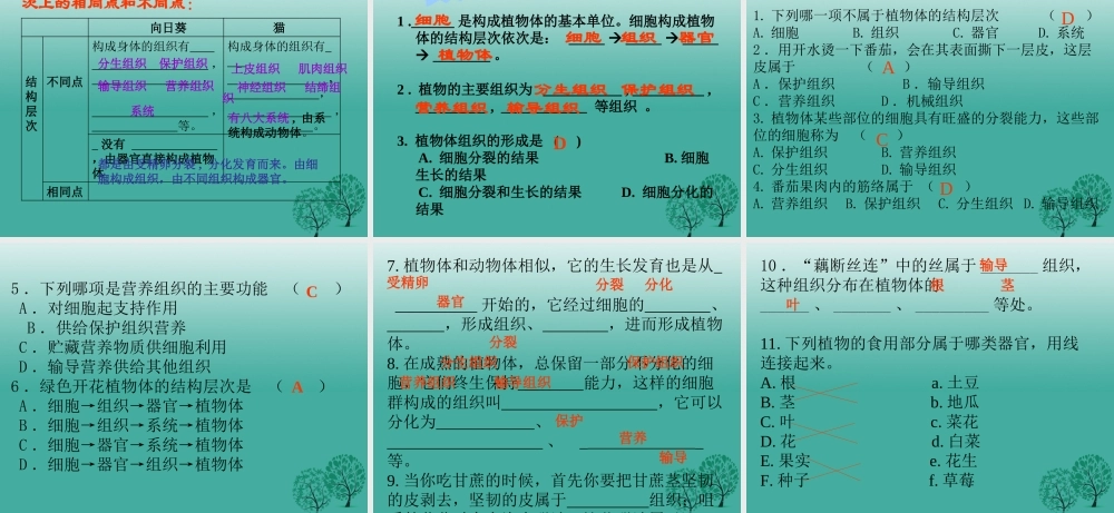 七年级生物上册 第二单元 第二章 第三节 植物体的结构层次课件4 (新版)新人教版 课件