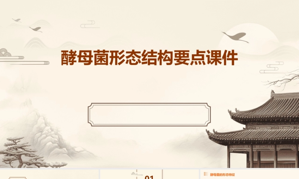 酵母菌形态结构要点课件