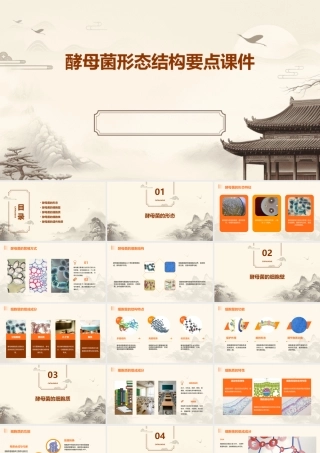 酵母菌形态结构要点课件