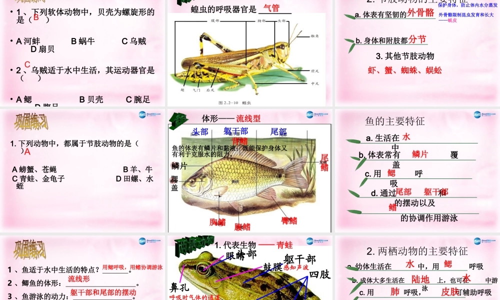 八年级生物上册 第五单元 生物圈中的其他生物复习课件 新人教版 课件