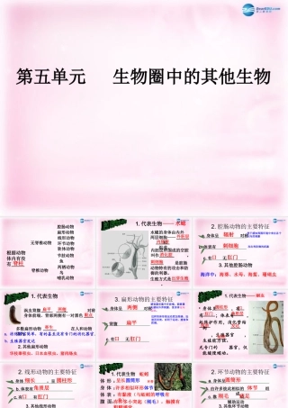 八年级生物上册 第五单元 生物圈中的其他生物复习课件 新人教版 课件