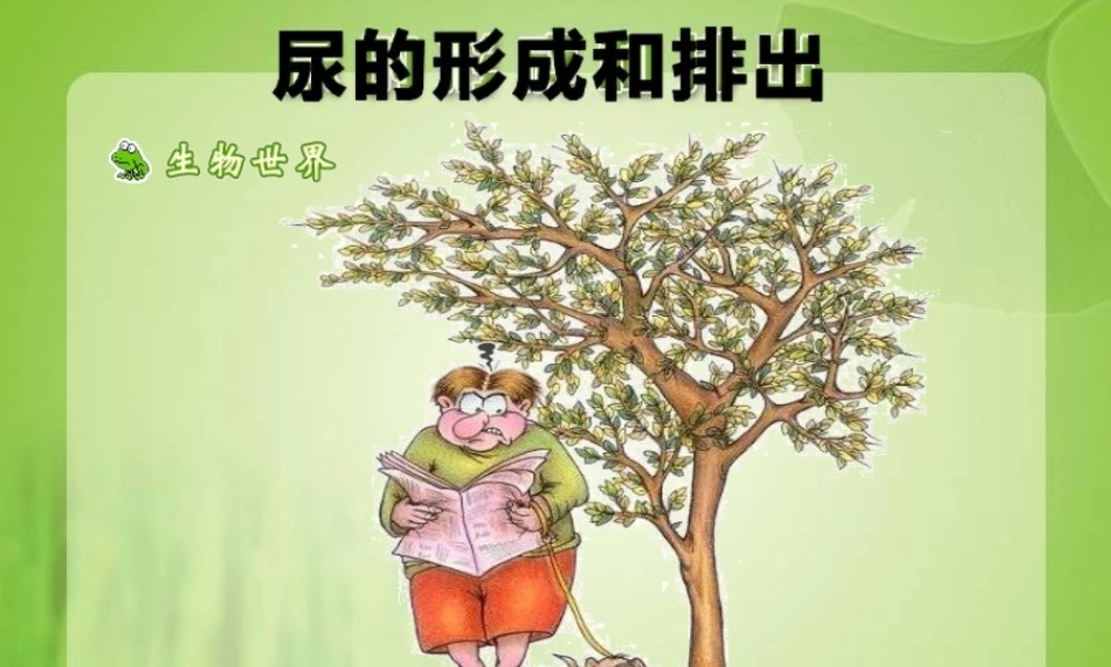 尿的形成和排出课件