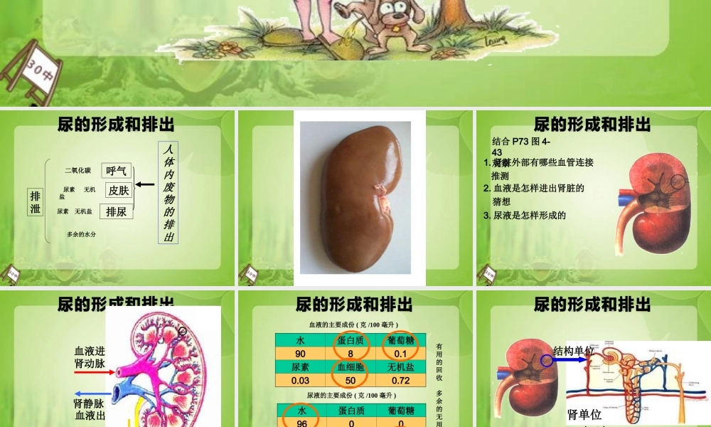 尿的形成和排出课件