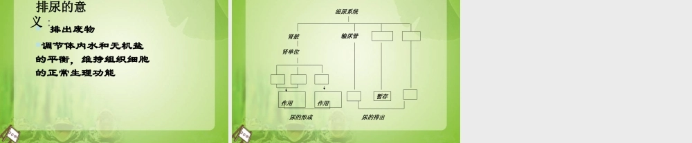 尿的形成和排出课件