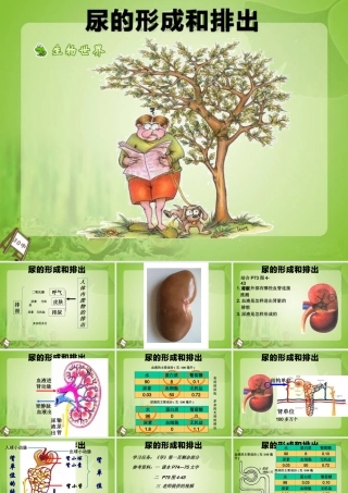 尿的形成和排出课件