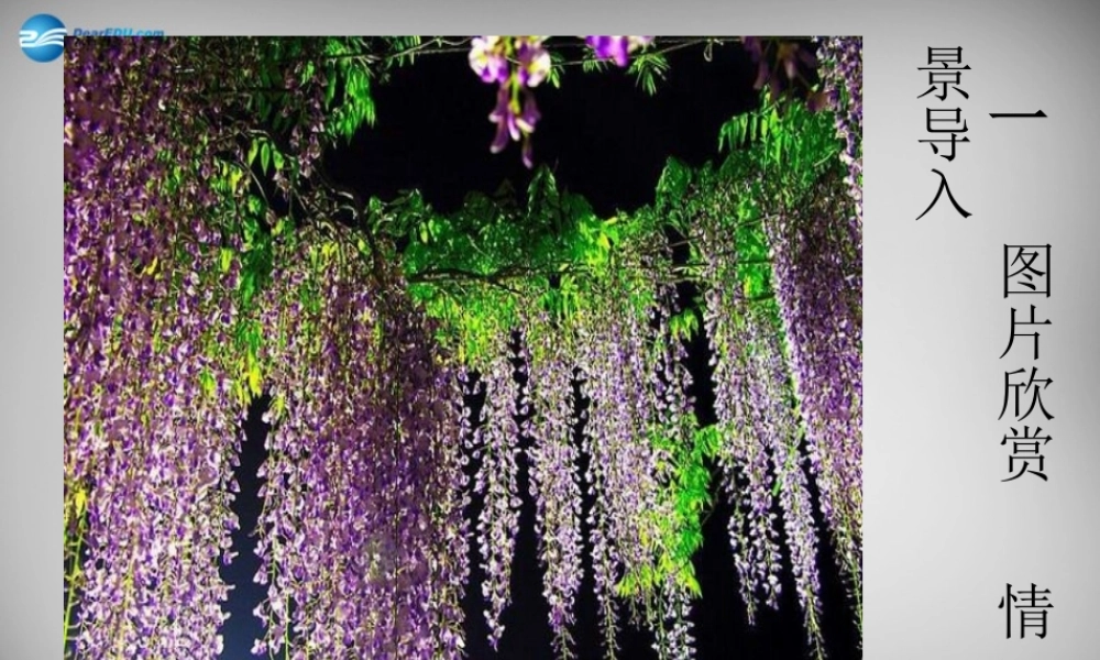 中学七年级语文上册 16 紫藤萝瀑布课件 (新版)新人教版