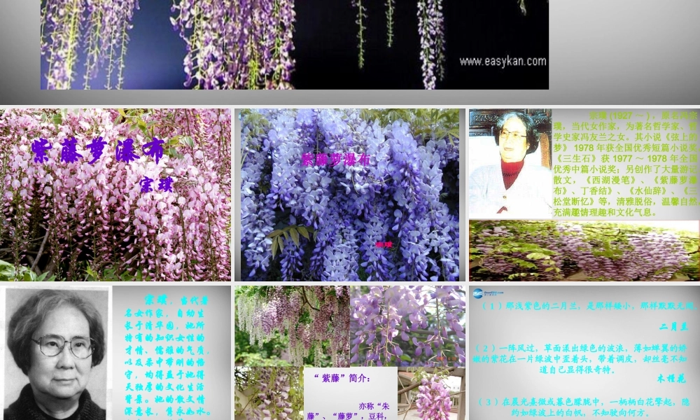 中学七年级语文上册 16 紫藤萝瀑布课件 (新版)新人教版