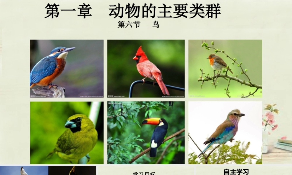 八年级生物上册 5.1.6 鸟课件 (新版)新人教版 课件