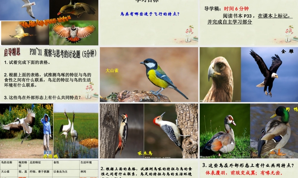 八年级生物上册 5.1.6 鸟课件 (新版)新人教版 课件