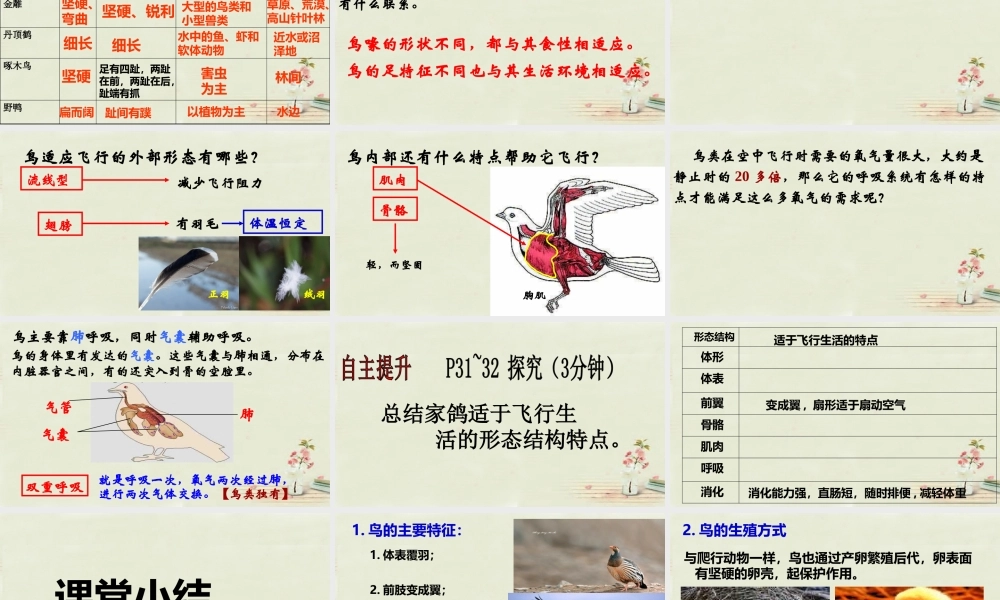 八年级生物上册 5.1.6 鸟课件 (新版)新人教版 课件