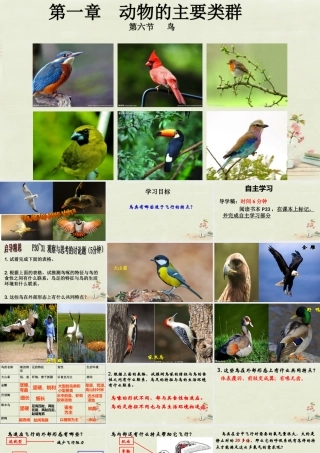 八年级生物上册 5.1.6 鸟课件 (新版)新人教版 课件