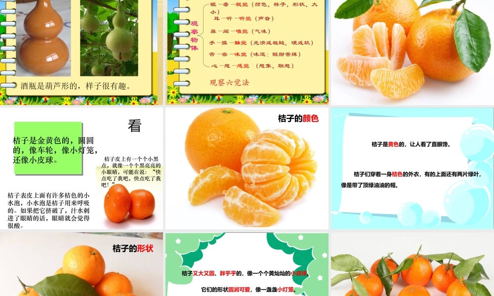 观察与思考作文——观察桔子