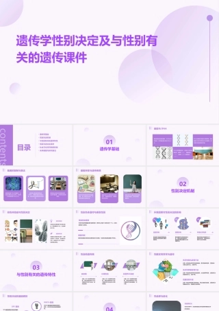 遗传学性别决定及与性别有关的遗传课件
