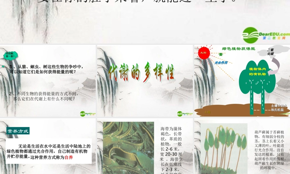 九年级科学上册 第六节代谢的多样性课件 浙教版 课件