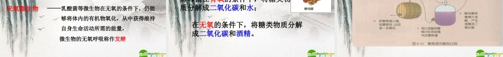 九年级科学上册 第六节代谢的多样性课件 浙教版 课件
