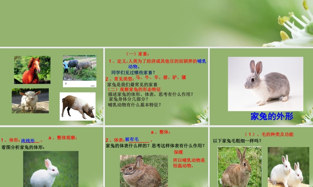 七年级生物上册 多种多样的动物家畜 冀教版 课件