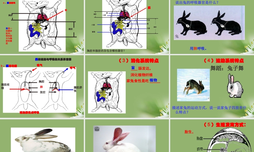 七年级生物上册 多种多样的动物家畜 冀教版 课件