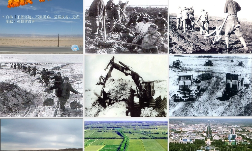 白杨教学课件(整理)