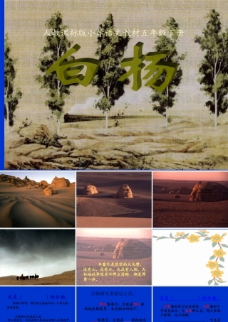 白杨教学课件(整理)