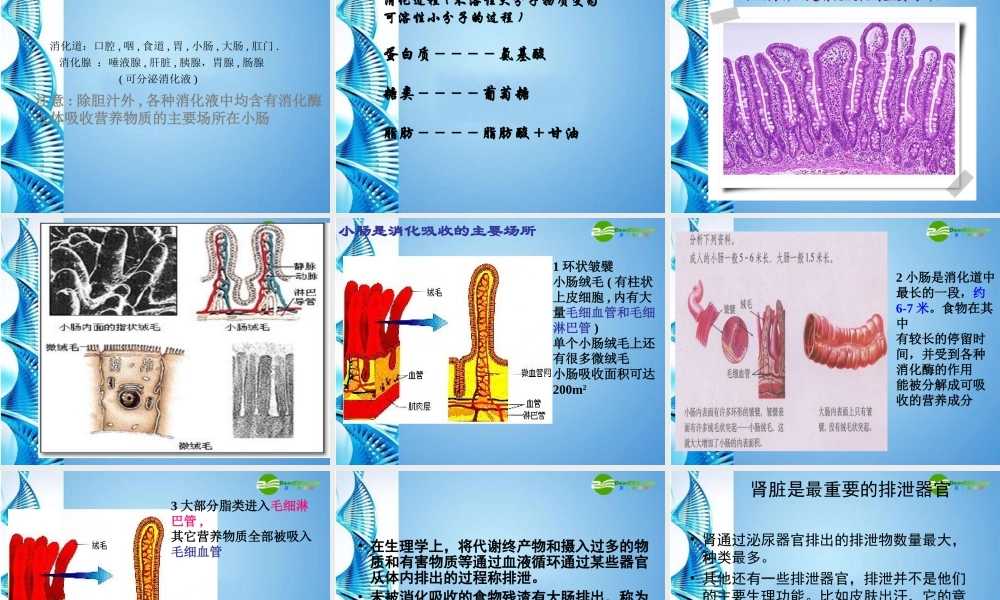 八年级生物 第一学期(试验本)第1章第二节 人体生命活动需要的环境条件 人体的内环境和外环境6内环境的稳定课件 上海版 课件