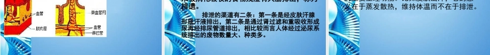 八年级生物 第一学期(试验本)第1章第二节 人体生命活动需要的环境条件 人体的内环境和外环境6内环境的稳定课件 上海版 课件