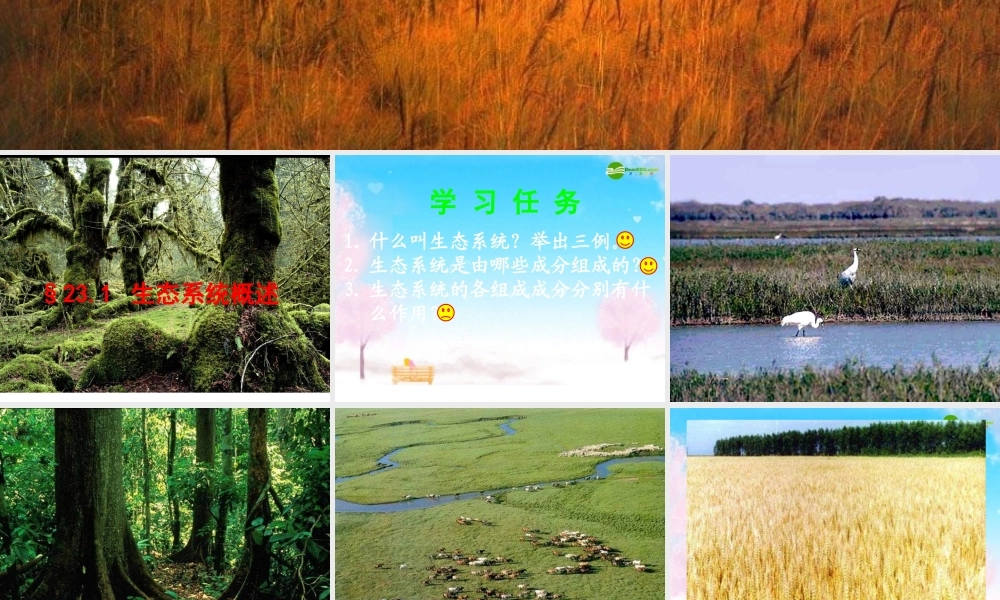 八年级生物下册 第1节 生态系统概述课件 北师大版 课件