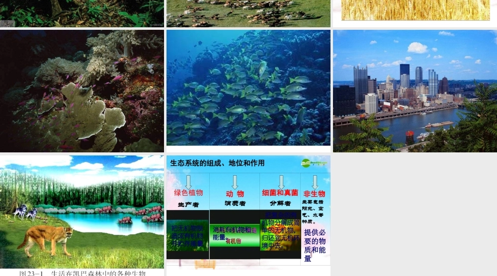八年级生物下册 第1节 生态系统概述课件 北师大版 课件