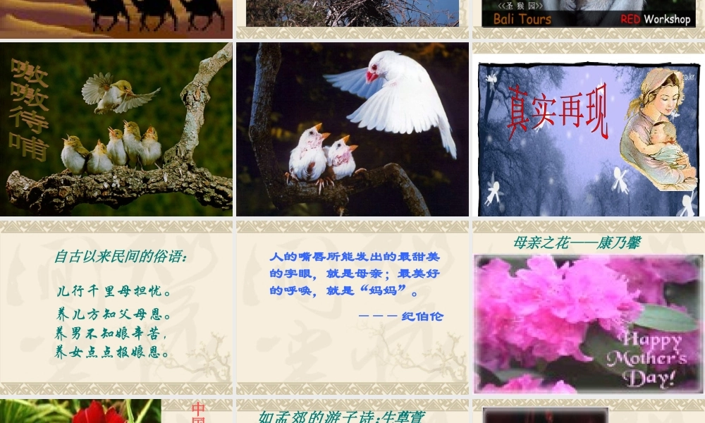 八年级语文 我的母亲课件二 八年级语文 我的母亲课件[整理两套] 八年级语文 我的母亲课件[整理两套]