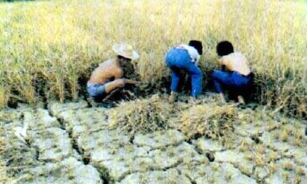 中学七年级生物上册 绿色植物的生活需要水课件 鲁科版 课件