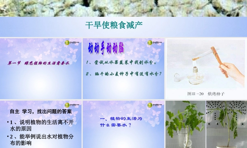 中学七年级生物上册 绿色植物的生活需要水课件 鲁科版 课件