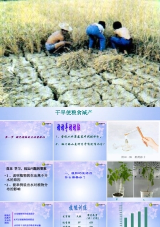 中学七年级生物上册 绿色植物的生活需要水课件 鲁科版 课件
