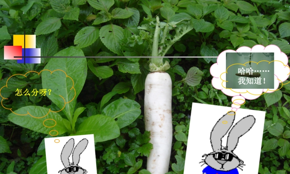 八年级物理科学探究杠杆平衡条件课件 上海科技版 课件