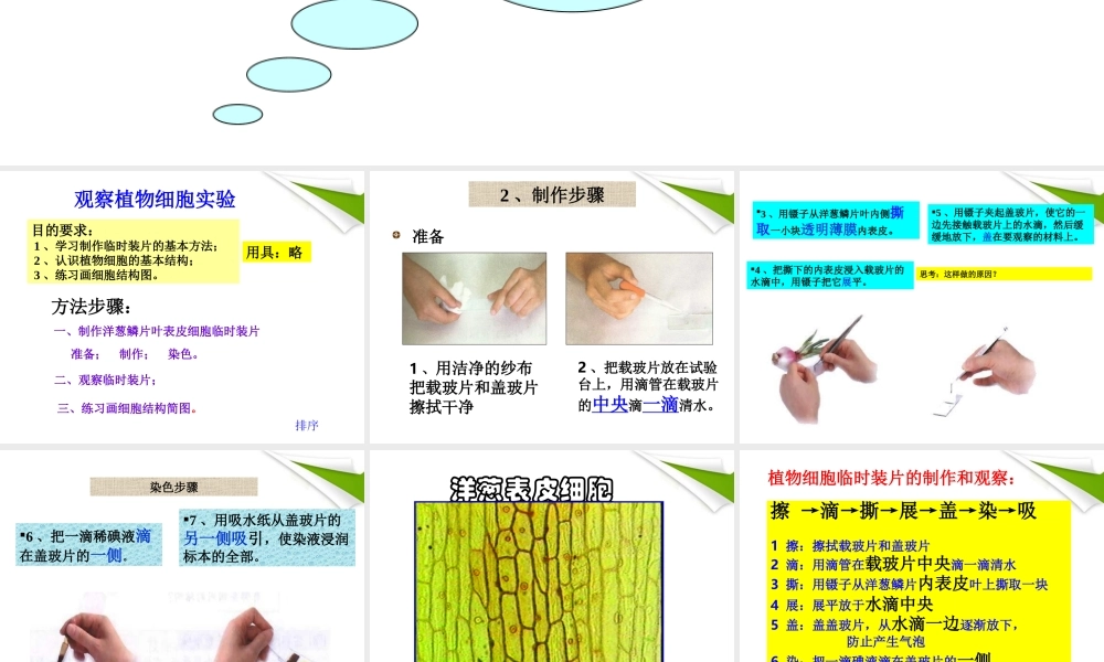 七年级生物上册 观察植物 动物细胞实验课课件 人教新课标版 课件