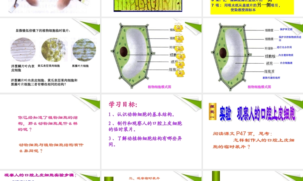 七年级生物上册 观察植物 动物细胞实验课课件 人教新课标版 课件