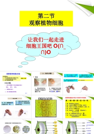 七年级生物上册 观察植物 动物细胞实验课课件 人教新课标版 课件