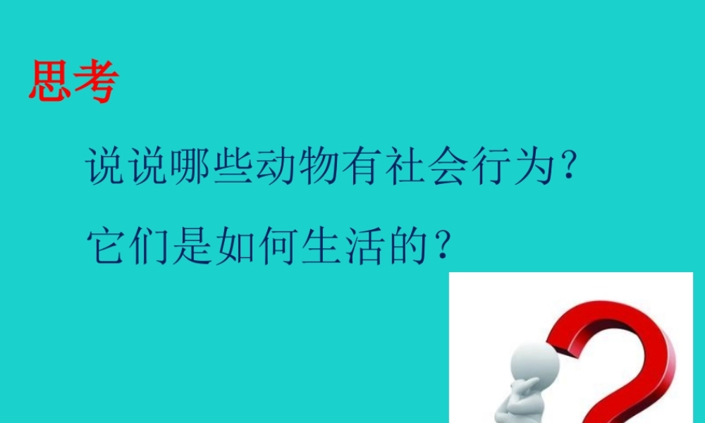 八年级生物上册 第七单元 第二章 第三节 社会行为 动物的行为课件 鲁科版五四制 课件