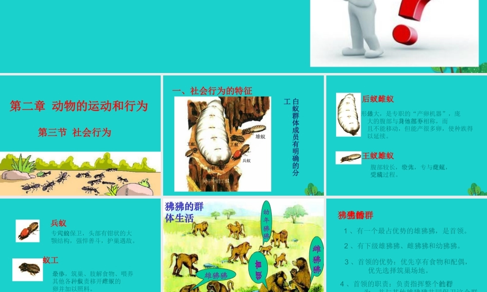 八年级生物上册 第七单元 第二章 第三节 社会行为 动物的行为课件 鲁科版五四制 课件