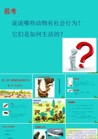 八年级生物上册 第七单元 第二章 第三节 社会行为 动物的行为课件 鲁科版五四制 课件