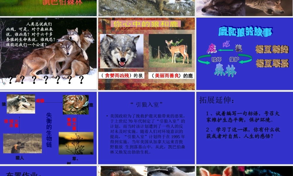 六年级语文上册第四组14鹿和狼的故事第二课时课件