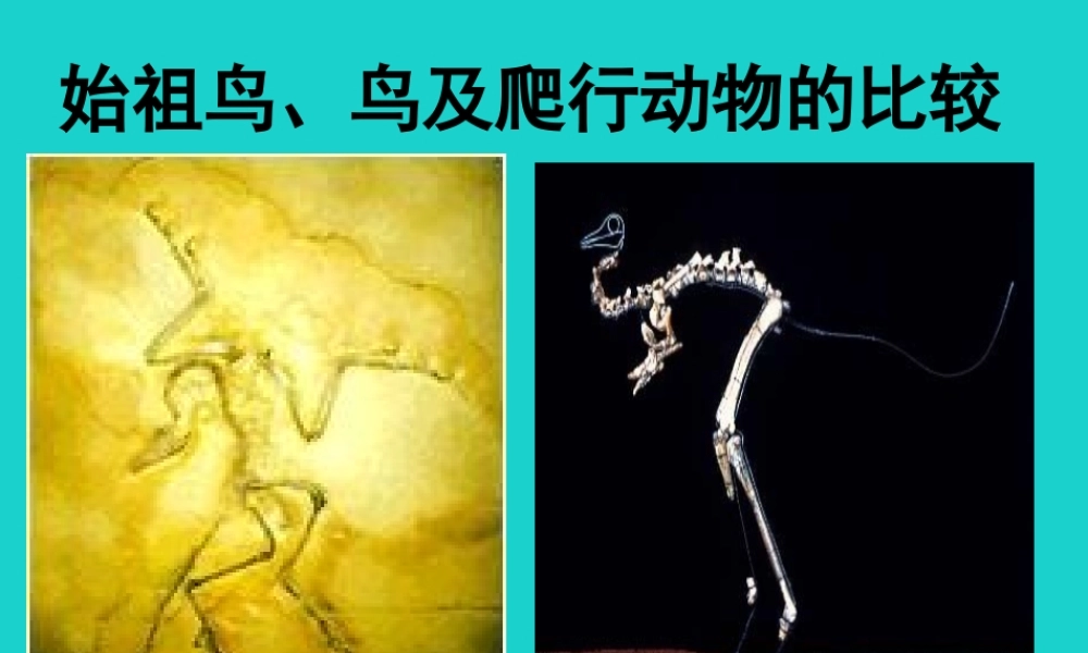 八年级生物上册 第十二章 第二节 生物的进化 始祖鸟、鸟及爬行动物的比较课件 (新版)北京版 课件